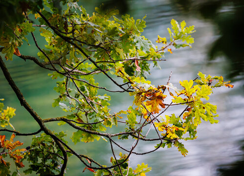 Oak tree leaves changing color over water