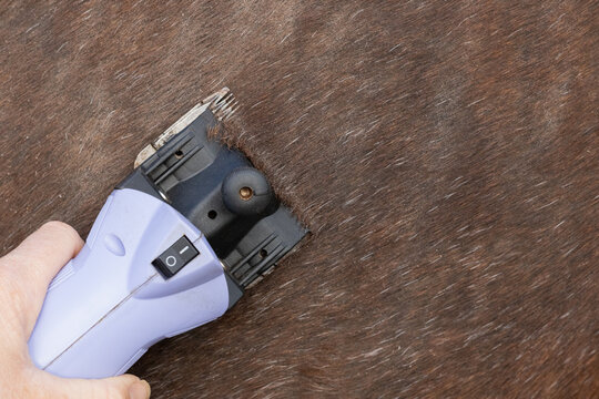 Hand holding horse clippers and clipping a horses coat. Equestrian horse grooming. 