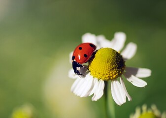 A ladybug on a chamomile flower. © Ruslan Sikunov