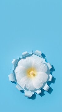 White flower breaking through torn blue paper, symbolizing growth and personal breakthrough
