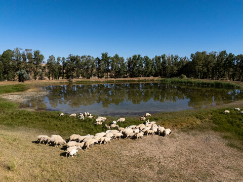 Flock of sheep grazing by the pond in the field