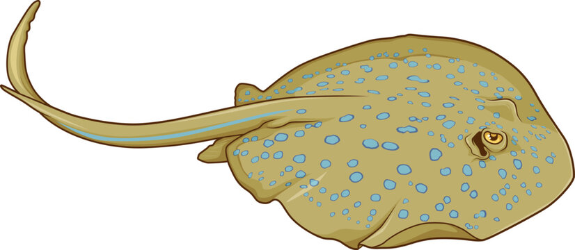 Blue-spotted ribbontail ray in a playful cartoon style, isolated on white background for marine-themed projects