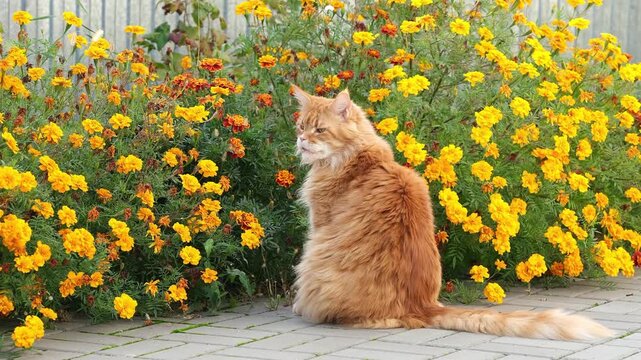 A fluffy red Maine Coon cat sitting on a paved path and sniffing vibrant yellow and orange marigold flowers in a lush garden.