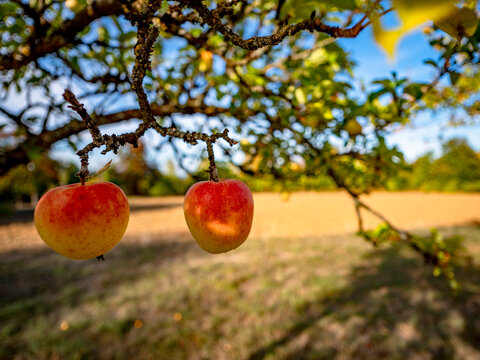 Reife &Auml;pfel an einem Apfelbaum
