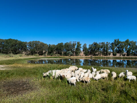 Flock of sheep grazing on grassland near pond under blue sky