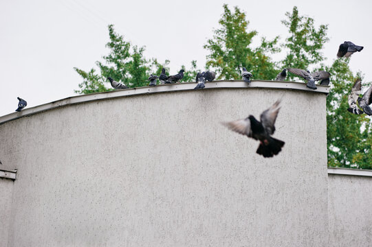 Pigeons gather and take flight from a curved urban rooftop above a textured concrete wall, with green trees in the background conveying motion, city wildlife and everyday urban atmosphere.
