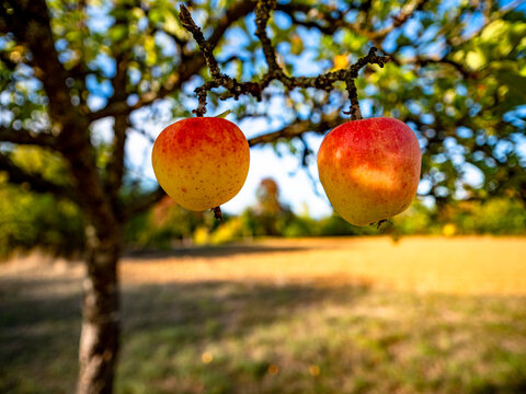 Reife &Auml;pfel an einem Apfelbaum