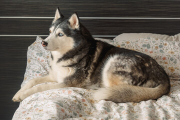 Husky raises head resting on pillows of bed in bright bedroom, sleeping through whole warm afternoon, frame for pet food campaign. Wide shot. Concept of sleeping husky on owner bed © iwavephoto