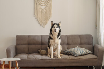 Husky sits straight on grey sofa beside cushion in living room, sitting with perfectly straight northern posture, scene for pet brand. Wide shot. Concept of sitting husky watching whole room © iwavephoto