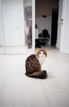 A fluffy tabby longhair cat sits on a pale tiled floor in a bright modern hallway, looking directly at the camera with a curious, calm expression &mdash; cozy indoor pet lifestyle scene.