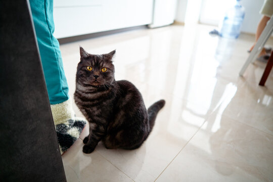 Domestic Cat With Striped Fur Sitting in a Bright Kitchen Interior