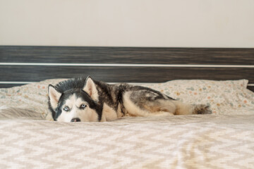 Husky lies on bed turning head aside in quiet bright bedroom, lying calm through whole quiet hour, mood every dog owner knows. Wide shot. Concept of calm lying portrait of adult husky © iwavephoto