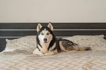 Husky lies with paws crossed in front on soft grey bedding, lying exactly where people usually sleep, frame for pet food campaign. Wide shot. Concept of calm lying portrait of adult husky © iwavephoto