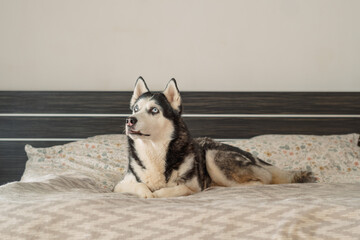 Husky lies on bed looking up with full attention at his owner, lying calm through whole quiet hour, quiet hour of home animal. Wide shot. Concept of calm lying portrait of adult husky © iwavephoto