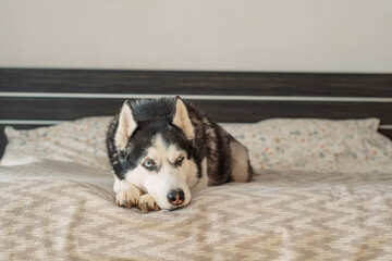 Husky rests muzzle on own paws sleepy in bright quiet bedroom, sleepy hour before real evening walk, scene for pet brand. Close-up shot. Concept of sleepy husky before afternoon nap © iwavephoto