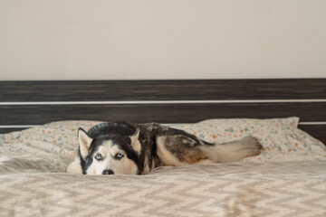 Sleepy husky lies flat with muzzle on soft bedding of wide bed, sleepy face that asks for nothing, honest look at life with pet. Close-up shot. Concept of sleepy husky before afternoon nap © iwavephoto
