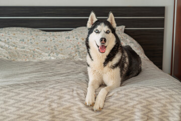 Happy husky lies on bed with open mouth and tongue hanging out, cheerful energy hard to keep indoors, honest look at life with pet. Wide shot. Concept of cheerful mood of dog on bed © iwavephoto
