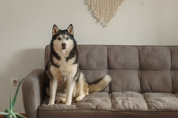 Husky sits on grey sofa under macrame wall decoration at home, sitting where whole room stays visible, quiet hour of home animal. Wide shot. Concept of sitting husky watching whole room © iwavephoto