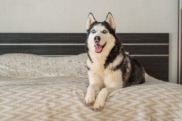 Husky rests on front paws with cheerful open mouth on soft bed, cheerful mood returning after short nap, mood every dog owner knows. Wide shot. Concept of cheerful mood of dog on bed © iwavephoto