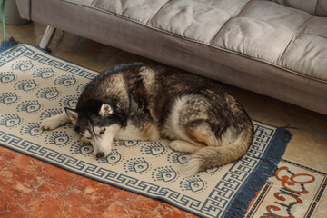 Siberian husky curls on patterned rug under sofa in warm bright living room, hiding from heat of summer day, scene for pet brand. Wide shot. Concept of hiding under sofa on hot day © iwavephoto