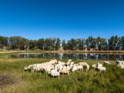 flock of sheep grazing by the pond under blue sky