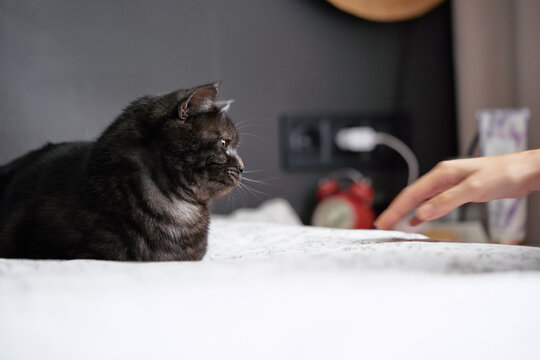 A black domestic cat lies on a bed in profile as a human hand reaches toward it, capturing a quiet morning moment of curiosity, trust and gentle companionship in a cozy bedroom.