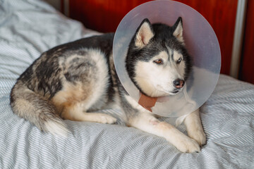 Tired husky in protective cone lies on bed near wooden wardrobe, tiredness after clinic and long road, moment every owner fears. Close-up shot. Concept of tiredness of dog after long treatment © iwavephoto