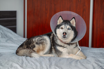 Close portrait of husky with blue eyes wearing protective cone, patient look asking what happens next, honest look without any staging. Close-up shot. Concept of patient look of dog in plastic collar © iwavephoto
