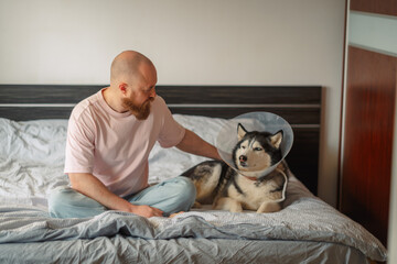 Man sits cross legged on bed stroking husky in veterinary cone, support given without single word, care that words cannot replace. Wide shot. Concept of support of owner during dog recovery © iwavephoto