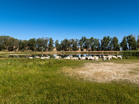 Sheep drinking and grazing by the pond in a green field
