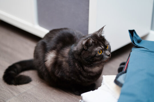 A sleek black cat sits indoors on a wooden floor, alert with bright yellow eyes. Calm, curious, and cozy, this image captures a domestic moment perfect for pet, home, and lifestyle themes.