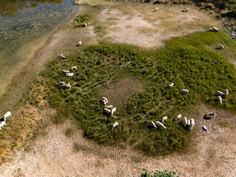 aerial view of sheep grazing on grassland near river bank