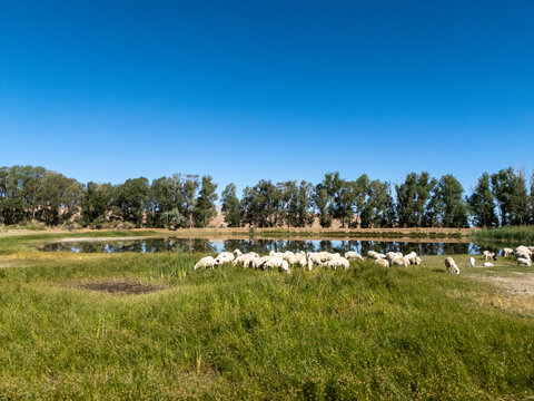 white sheep grazing on green grassland pasture under blue sky