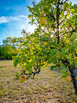Reife &Auml;pfel an einem Apfelbaum