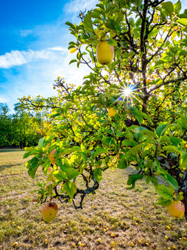 Reife &Auml;pfel an einem Apfelbaum