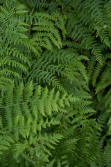 Close-Up of Fresh Green Fern Fronds with Natural Botanical Texture in a Forest © Maria