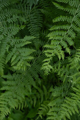 Close-Up of Fresh Green Fern Fronds with Natural Botanical Texture in a Forest © Maria