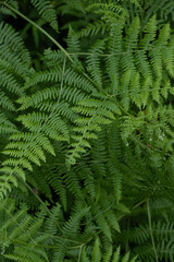 Close-Up of Fresh Green Fern Fronds with Natural Botanical Texture in a Forest © Maria