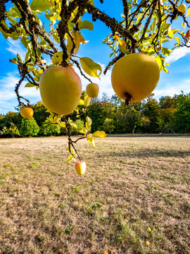 Reife &Auml;pfel an einem Apfelbaum