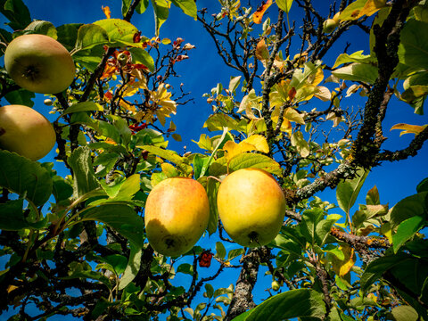 Reife &Auml;pfel an einem Apfelbaum