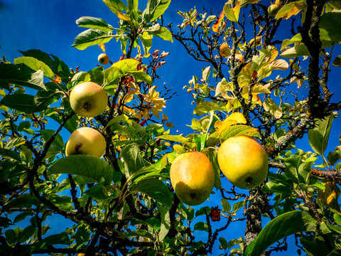Reife &Auml;pfel an einem Apfelbaum