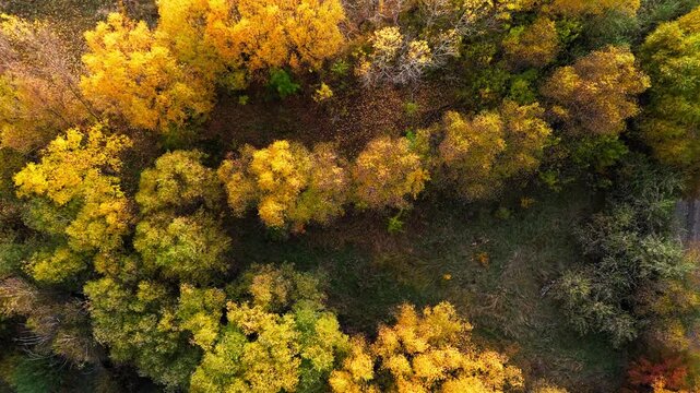 Aerial view of autumn forest in full color. Golden trees contrast with green and brown foliage. Camera glides smoothly over dense woodland canopy. , so no emotional cues exist