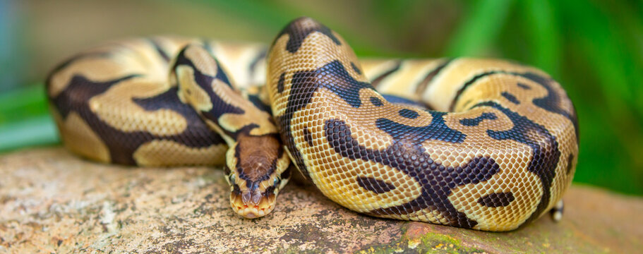 A python lies on the ground and on rocks in the wild. A close-up of a boa constrictor on a rock. Snake skin. Reptile.