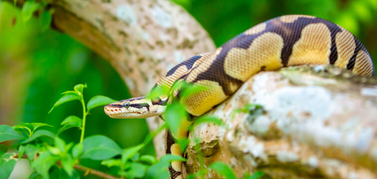 A python lies on the ground and on rocks in the wild.Close-up of a boa constrictor on a tree. Snake skin. Reptile.