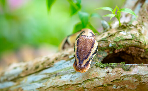 A python lies on the ground and on rocks in the wild.Close-up of a boa constrictor on a tree. Snake skin. Reptile.