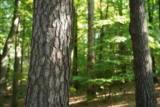 Nahaufnahme der Borke einer Waldkiefer (Pinus sylvestris) in einem Mischwald im Naturpark Barnim bei Wandlitz (Sch&ouml;nwalde)