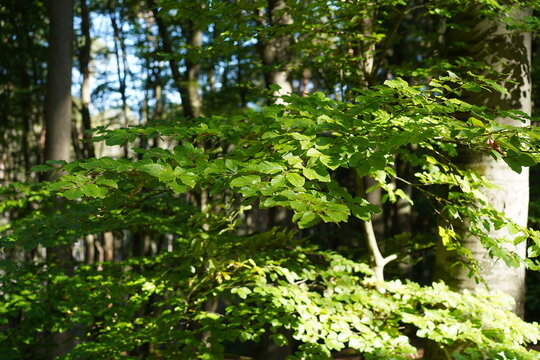 Nahaufnahme der Bl&auml;tter einer Rotbuche (Fagus sylvatica) in einem Mischwald im Naturpark Barnim bei Wandlitz (Sch&ouml;nwalde)