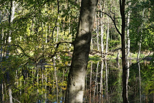 Rotbuche (Fagus sylvatica) am Ufer eines Waldteichs mit Wasserspiegelung im Naturpark Barnim bei Wandlitz (Sch&ouml;nwalde)