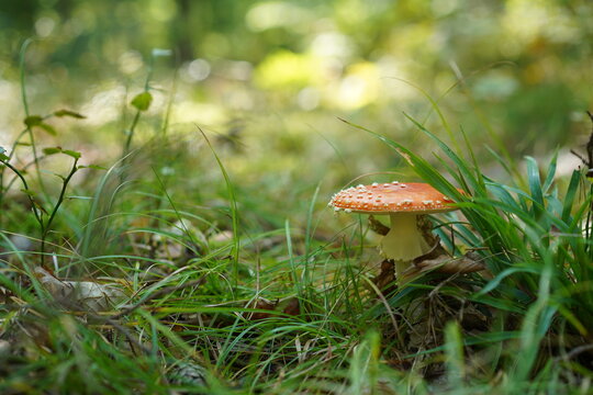 Fliegenpilz (Amanita muscaria) auf herbstlichem Waldboden zwischen Grashalmen im Naturpark Barnim bei Wandlitz (Sch&ouml;nwalde)
