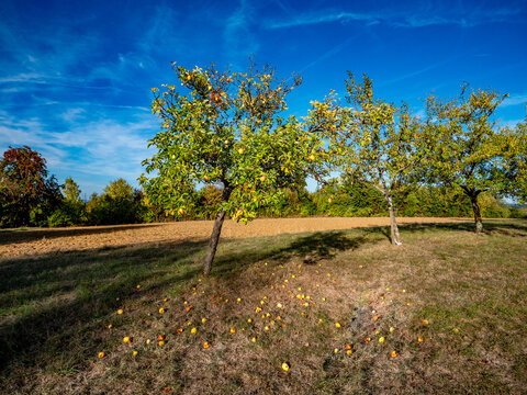 Reife &Auml;pfel an einem Apfelbaum